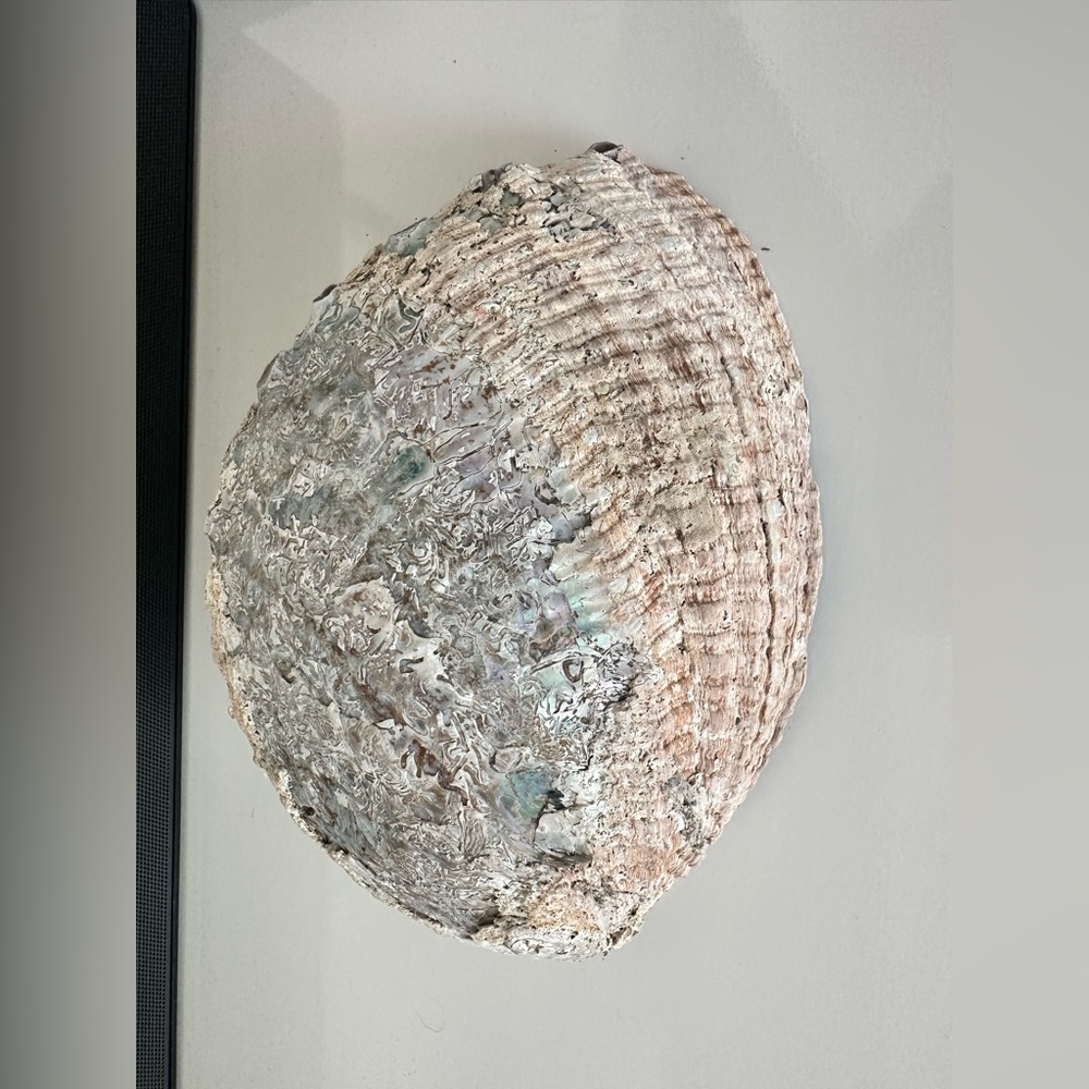 Large Abalone Shell Dish - Picture 5 of 15